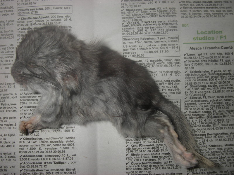 Petit chinchilla mort.
