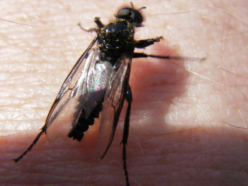 Mouche de l'aulne