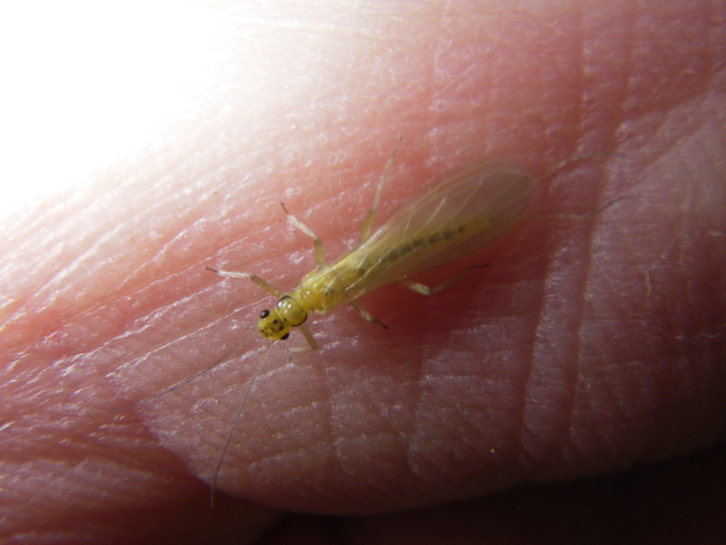 Petit plécoptère jaune