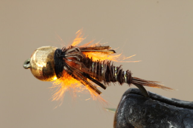 Nymphe thorax orange